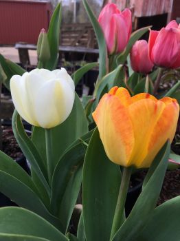 Bulk Tequila Sunrise Mixture Tulip Bulbs - Tulipa Triumph (Aprox. 40 lbs./ 450 Bulbs)